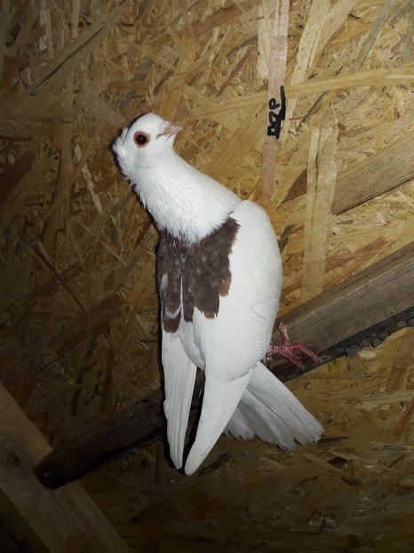 Mascul vandut Doru - Porumbei Vanduti