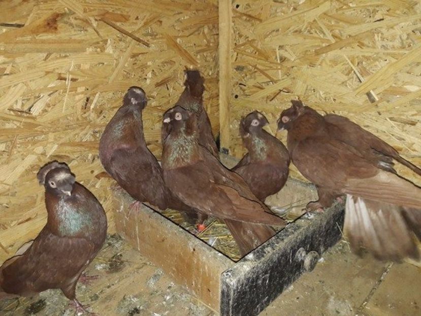 Rosi vanduti Iulian puiu iasi si Laurentri Blv - Porumbei Vanduti