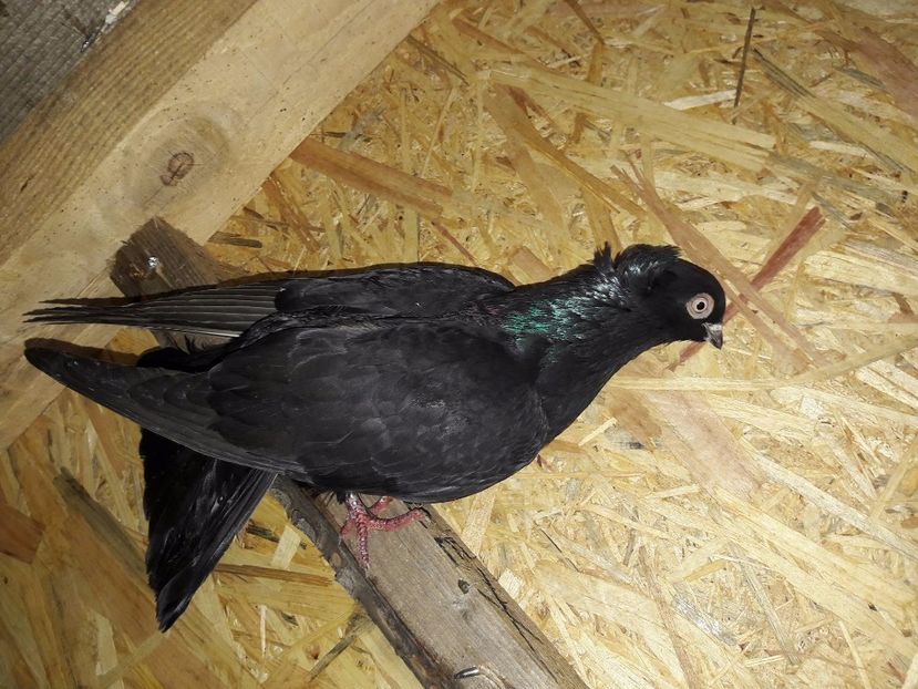 Femela cazatoare vanduta Doru - Porumbei Vanduti