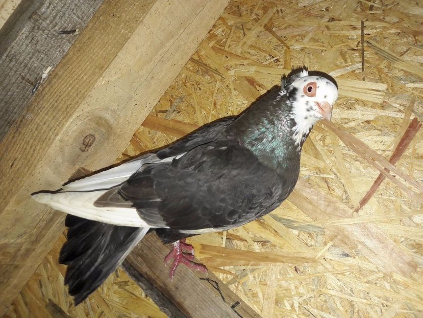 Femela cazatoare vanduta doru - Porumbei Vanduti