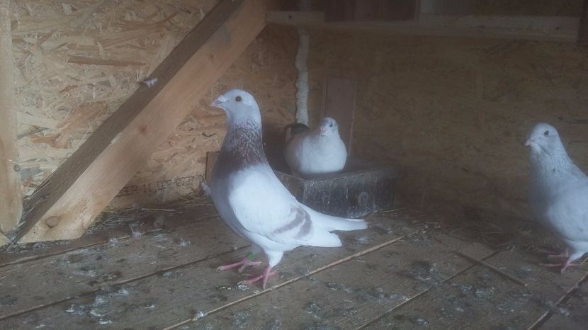 Mascul vandut lui miihay - Porumbei Vanduti