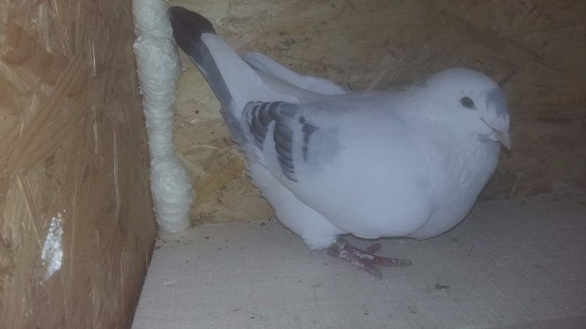 Femela Standard vanduda lui Ionita nicolae - Porumbei Vanduti