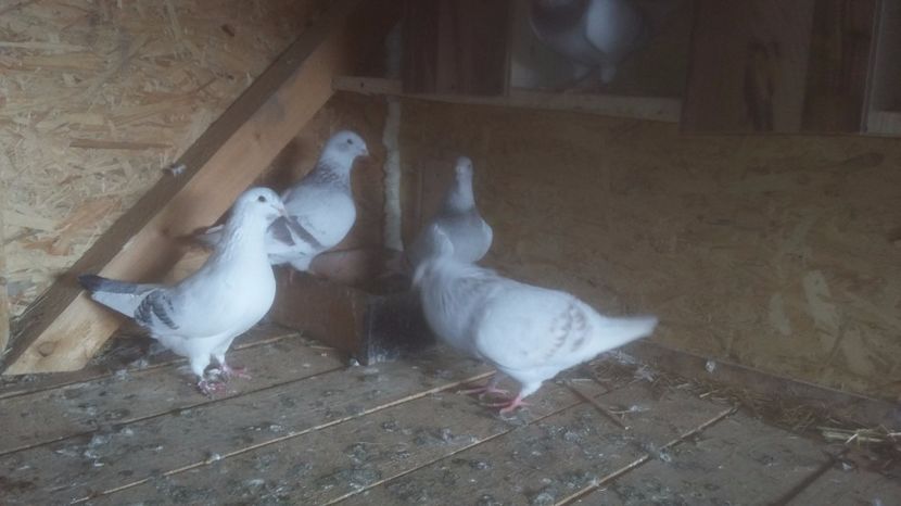 Standard vanduti lui ionita nicolae - Porumbei Vanduti