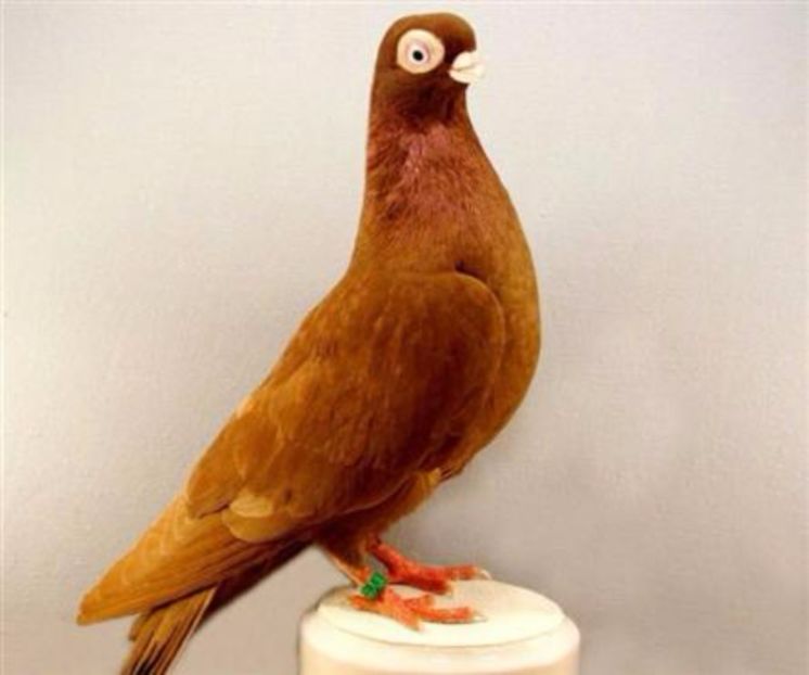 jucator polonez cioc scurt (1) - Cumpar