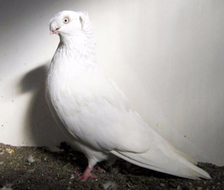 porumbel_dublu_motat_ardelean - Cumpar