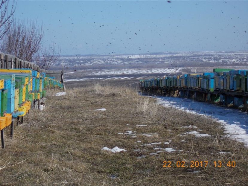  - stupina  incepand cu 2008