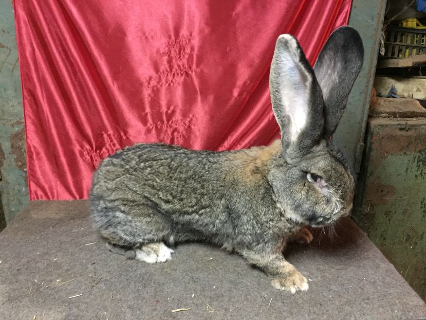 Linie KIRALY ATTILA - MASCULI UGG 2017