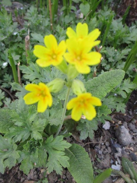  - La tara in aprilie 2017