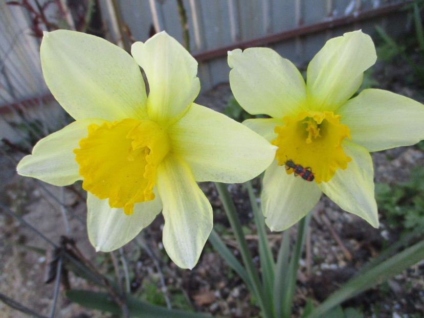  - La tara in aprilie 2017