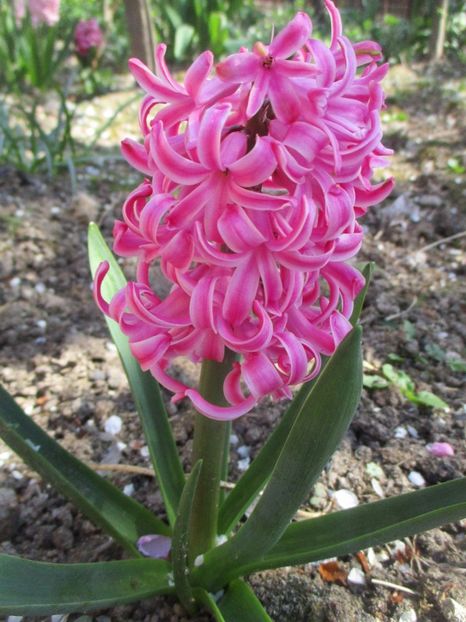  - La tara in aprilie 2017