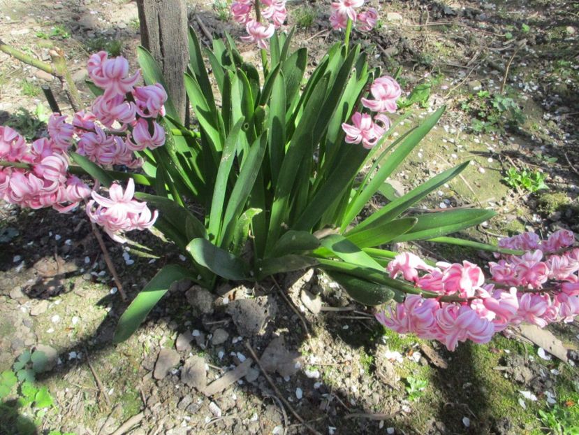  - La tara in aprilie 2017