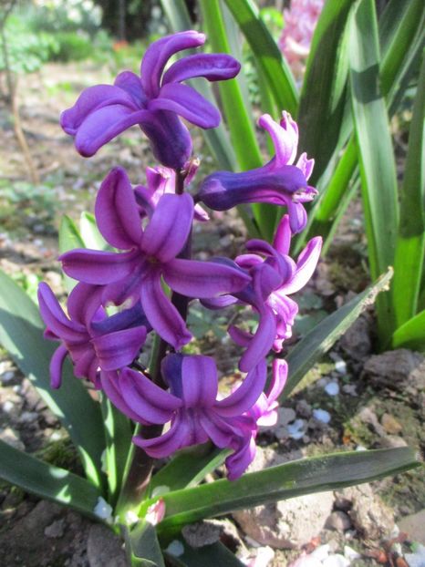  - La tara in aprilie 2017