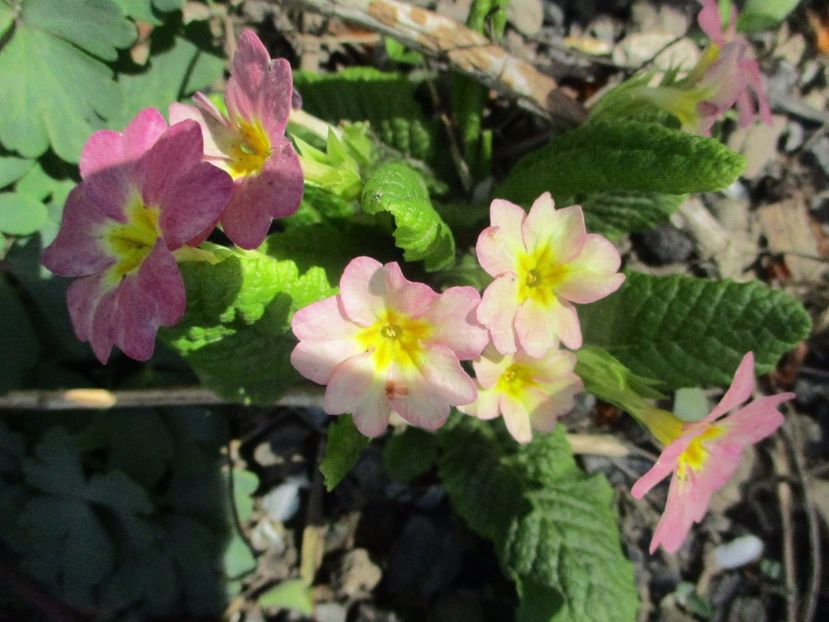  - La tara in aprilie 2017