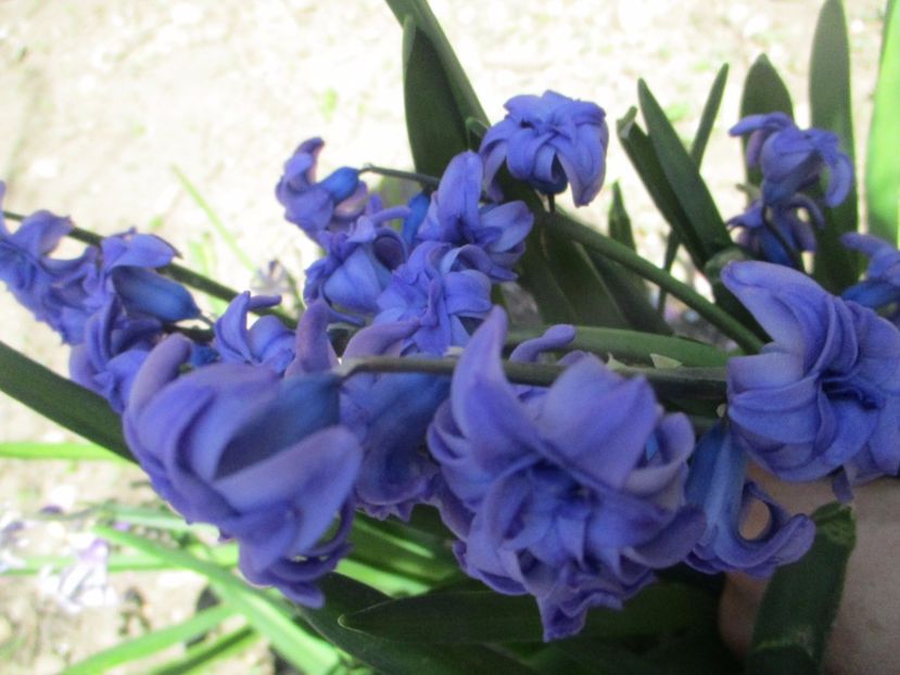  - La tara in aprilie 2017