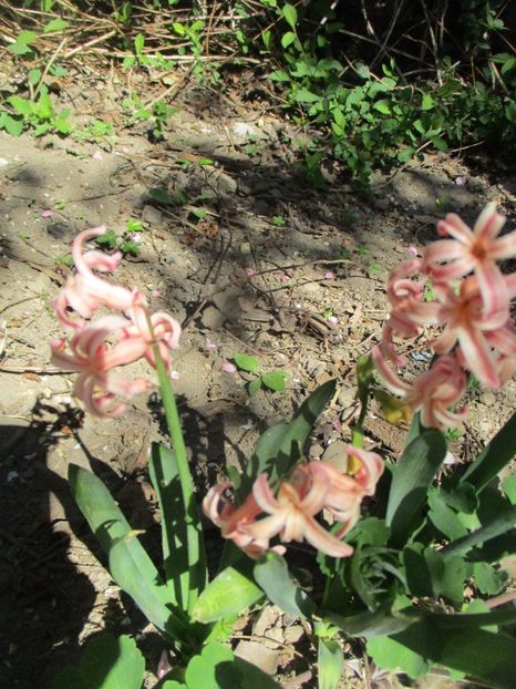  - La tara in aprilie 2017