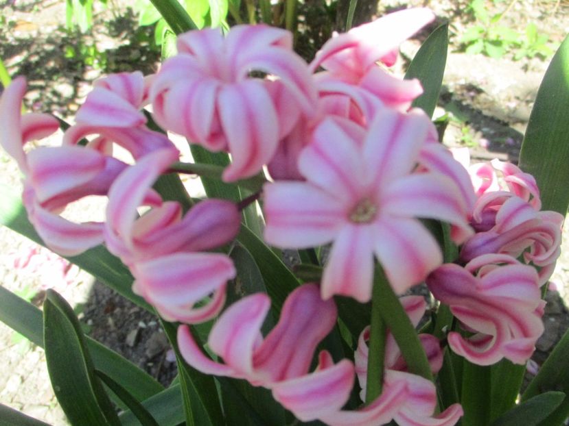  - La tara in aprilie 2017