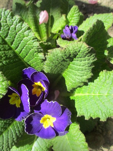  - La tara in aprilie 2017