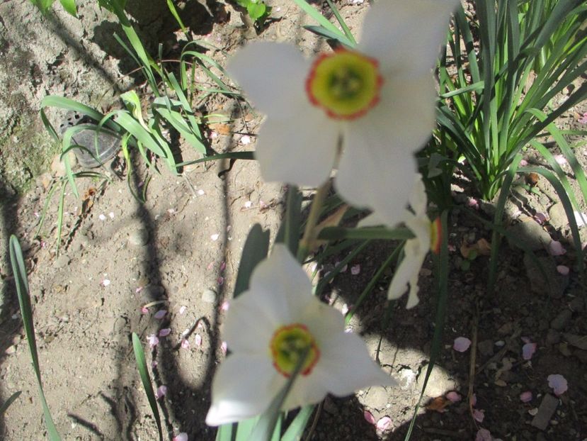  - La tara in aprilie 2017