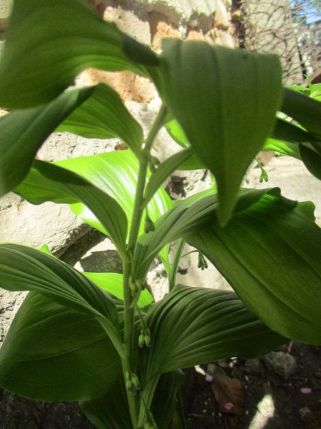  - La tara in aprilie 2017