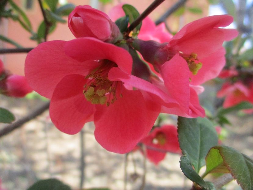  - La tara in aprilie 2017