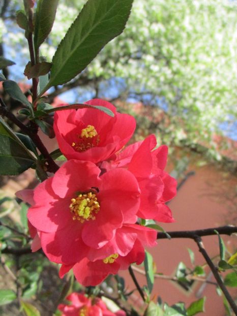  - La tara in aprilie 2017