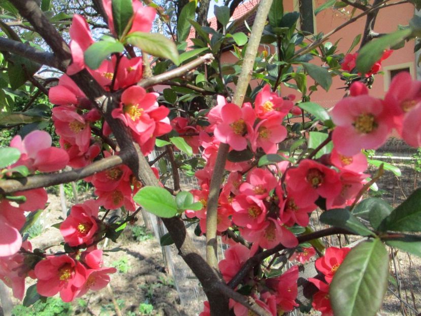  - La tara in aprilie 2017