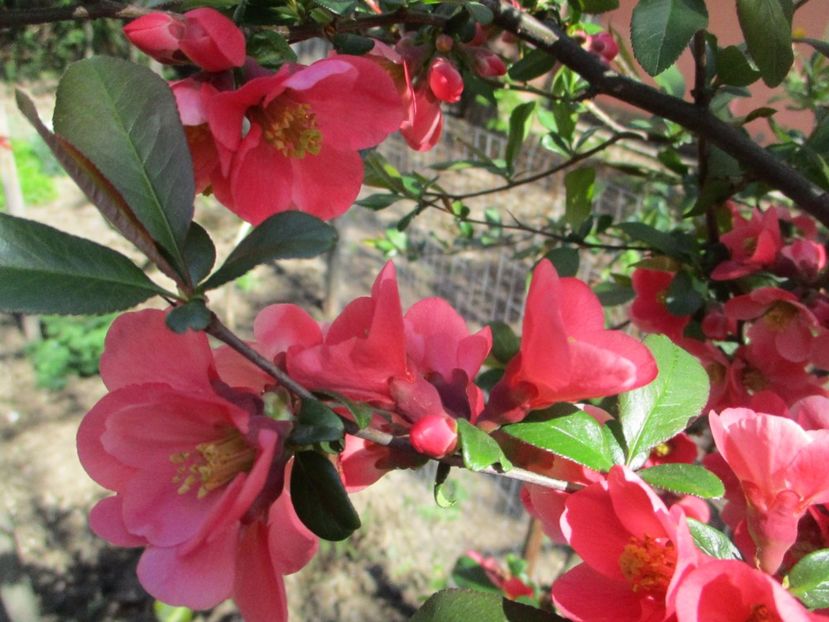  - La tara in aprilie 2017