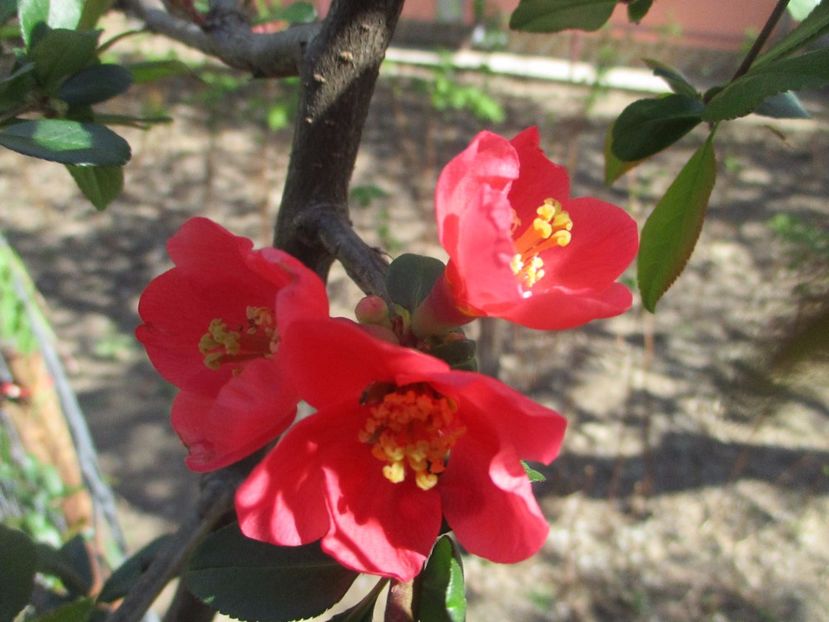  - La tara in aprilie 2017