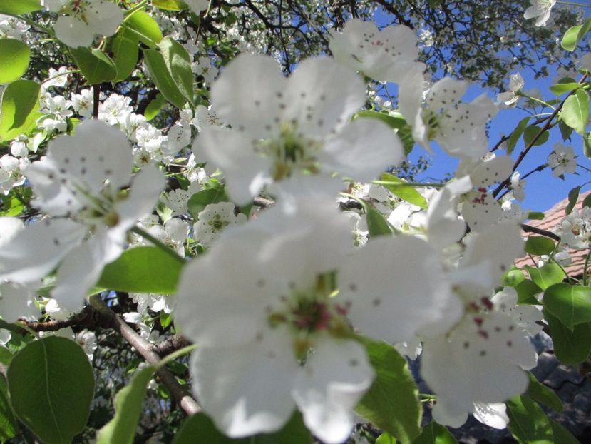  - La tara in aprilie 2017