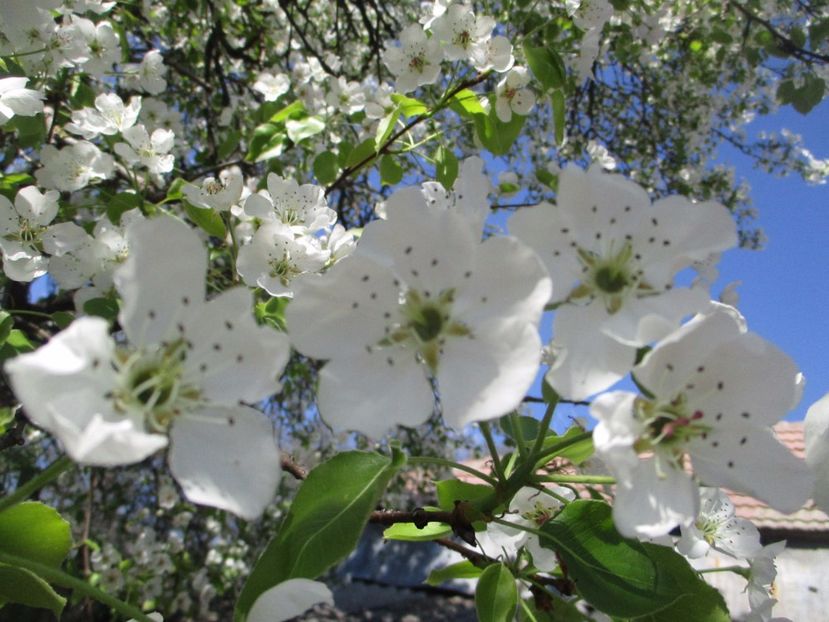  - La tara in aprilie 2017