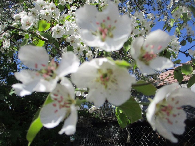  - La tara in aprilie 2017