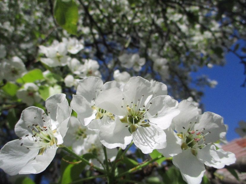  - La tara in aprilie 2017