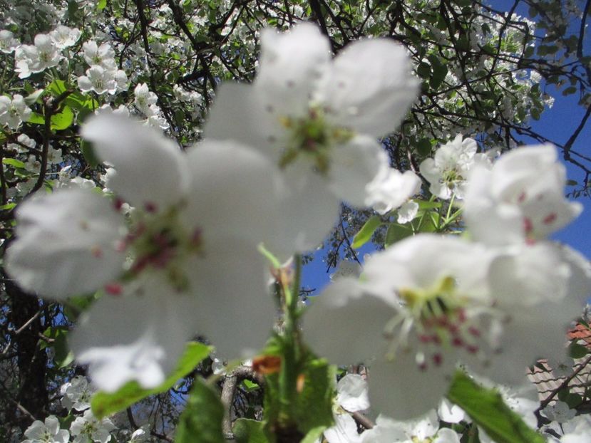  - La tara in aprilie 2017