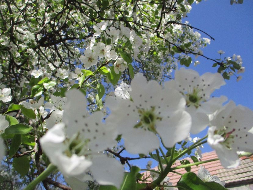  - La tara in aprilie 2017