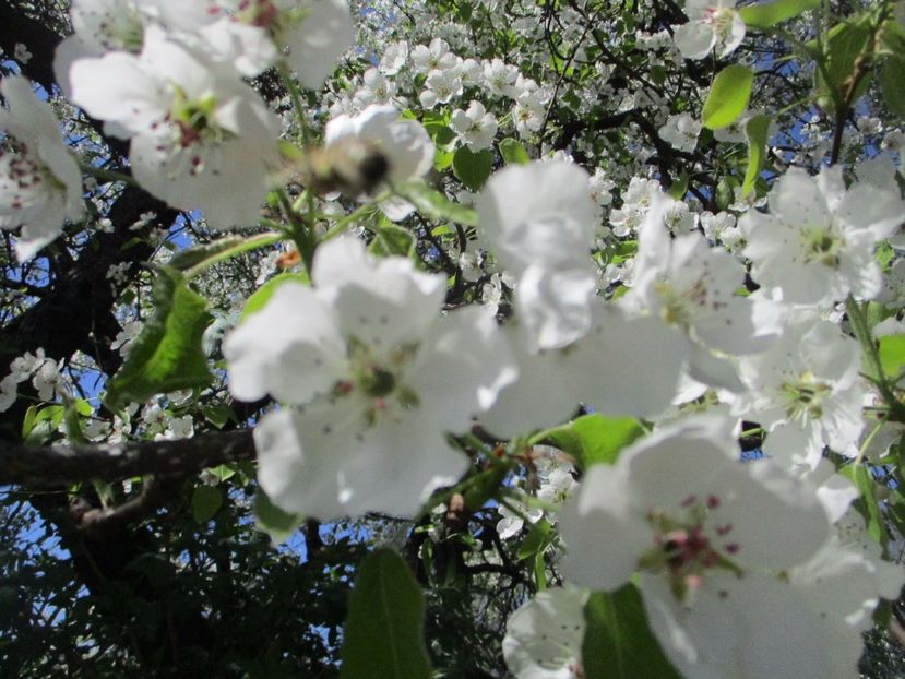  - La tara in aprilie 2017