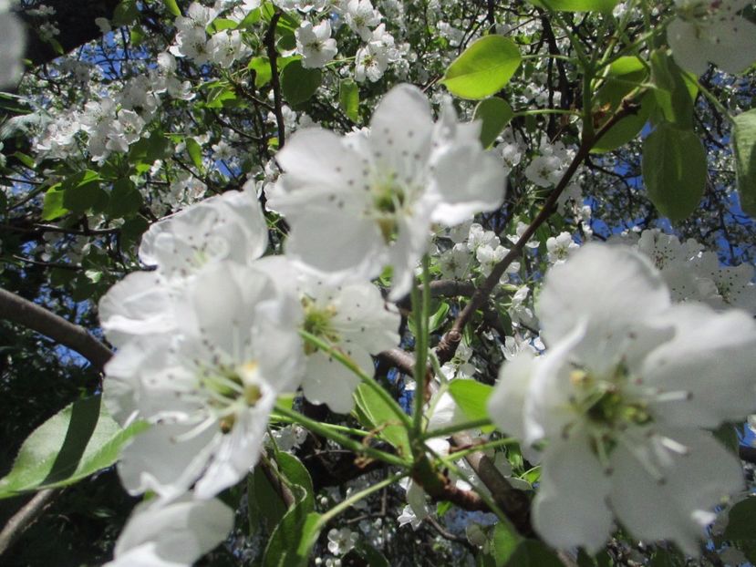  - La tara in aprilie 2017