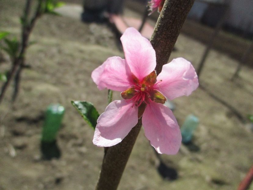  - La tara in aprilie 2017