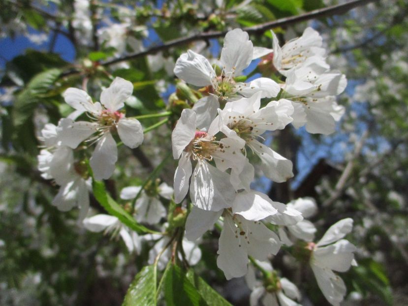  - La tara in aprilie 2017