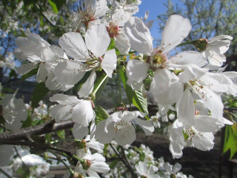  - La tara in aprilie 2017