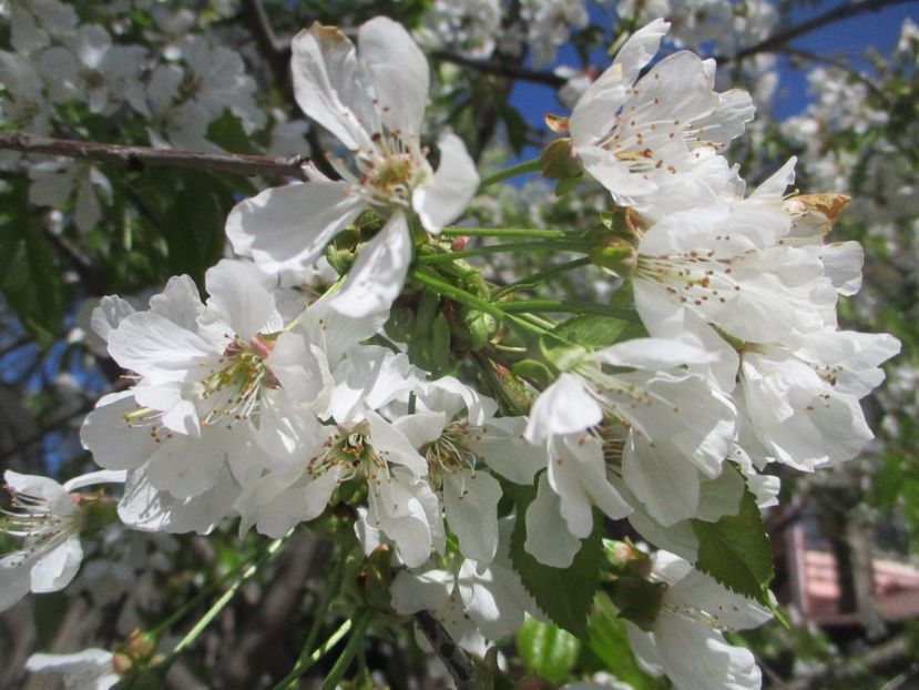  - La tara in aprilie 2017