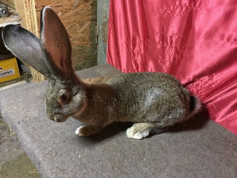 RO 427-12616(M) - TINERET 2017