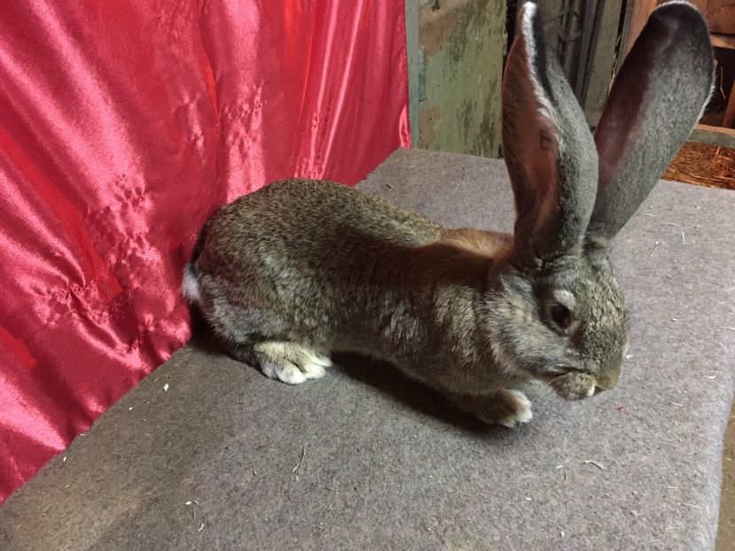 DIN 12.12.2016 - TINERET 2017