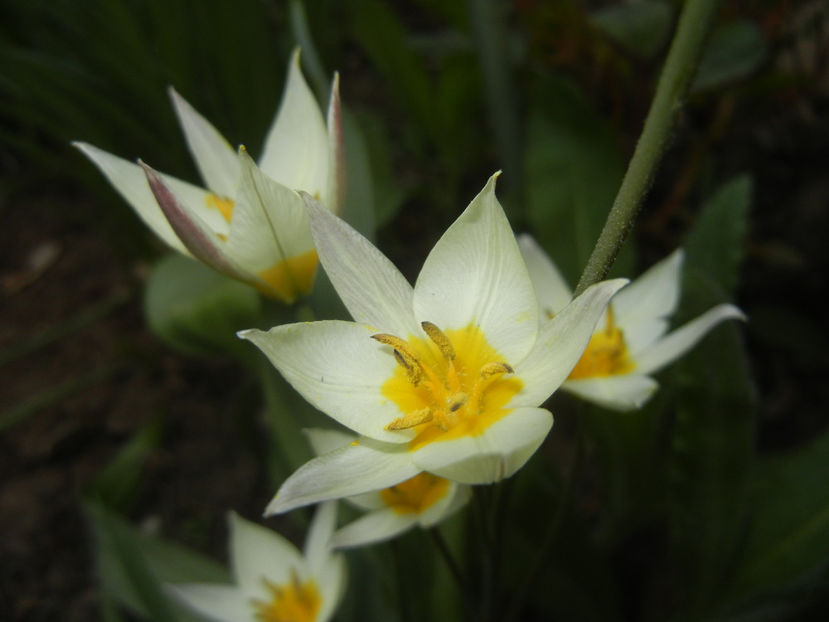 Tulipa Turkestanica (2017, March 31) - Tulipa Turkestanica