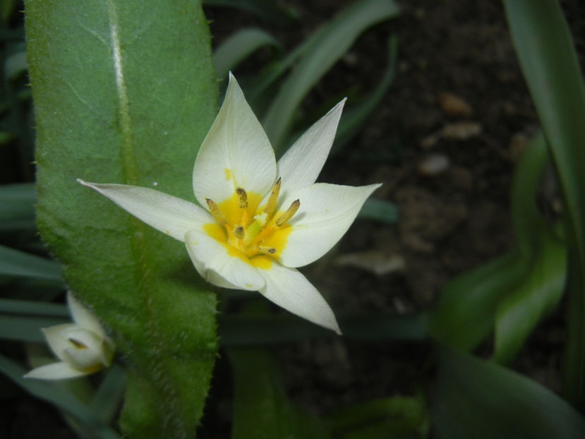 Tulipa Turkestanica (2017, March 31) - Tulipa Turkestanica
