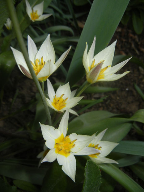 Tulipa Turkestanica (2017, March 31) - Tulipa Turkestanica