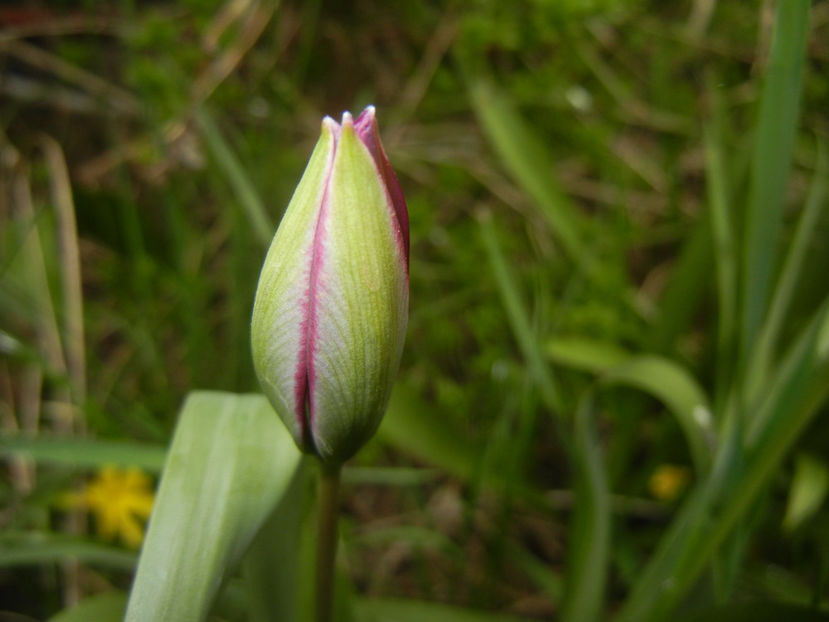 Tulipa Persian Pearl (2017, March 25) - Tulipa Persian Pearl