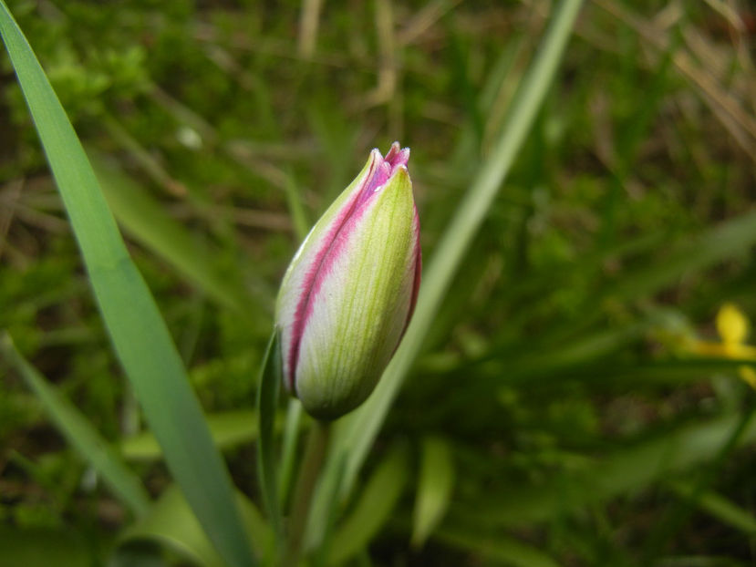 Tulipa Persian Pearl (2017, March 25) - Tulipa Persian Pearl