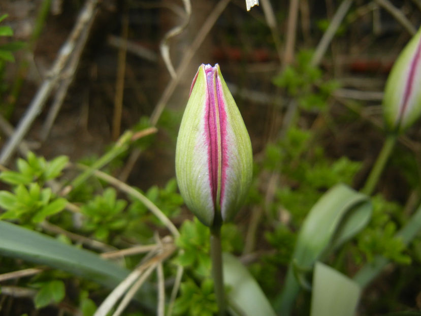 Tulipa Persian Pearl (2017, March 25) - Tulipa Persian Pearl