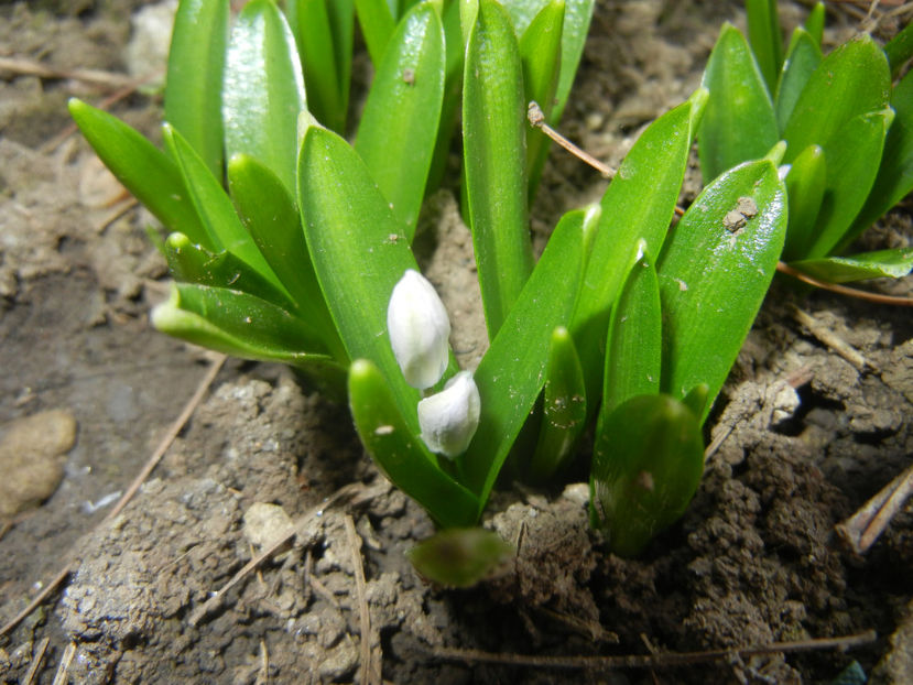 Scilla tubergeniana (2017, March 01) - SCILLA Tubergeniana_White Sq