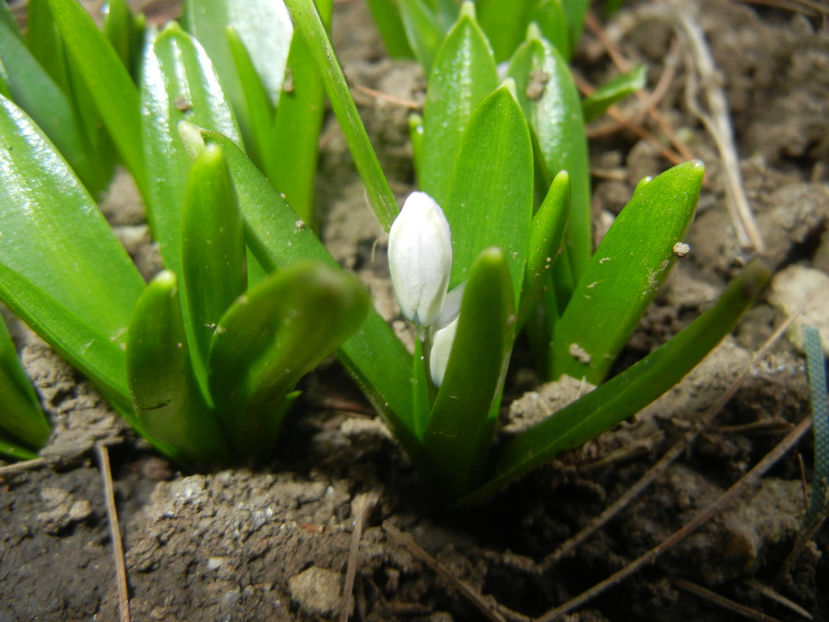 Scilla tubergeniana (2017, March 01) - SCILLA Tubergeniana_White Sq